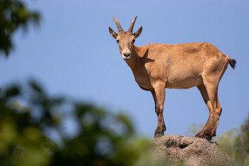 West Caucasian Tur Standing on a Rock