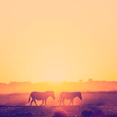 Fototapeta na wymiar Zebra Sunset Botswana