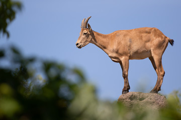 West Caucasian Tur Standing on Rock Looking to Left
