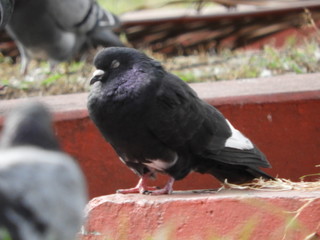 pigeon in front of a wall
