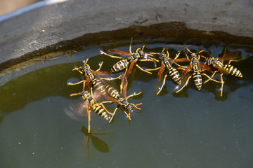 Wasps Polistes drink water. Wasps drink water from the pan, swim