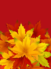 Autumn Background Template, with falling bunch of leaves, shopping sale or seasonal poster