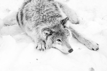 Loup gris dans la neige