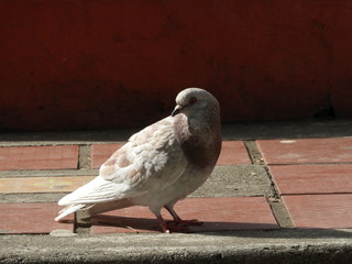 white pigeon on the roof