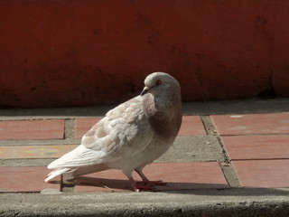 pigeon on the roof