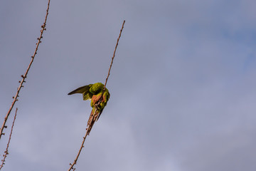 colorful green parrot perched on tree top branch