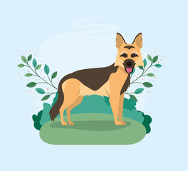 cute german shepherd dog pet in the camp