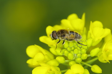 곤충. 수정. 꽃. 수분. 