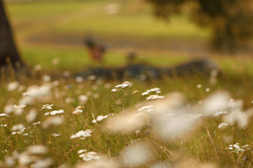 romantic retro bike with basket full of flowers in rural landscape