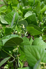 Haricot plants in the garden