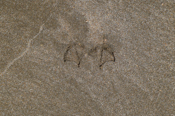 Traces of a seagull on the sand by the sea