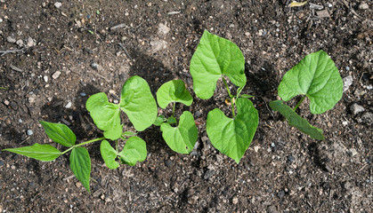 young haricot plant in soil