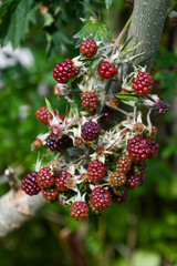 Wild blackberries ripening on branch
