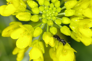 곤충. 꽃. 봄. 생태.