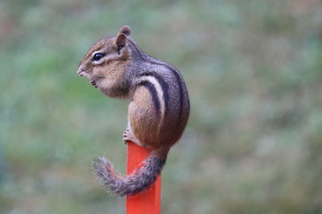 Chipmunk in a bush