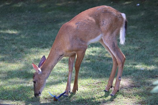 Deer In The Yard