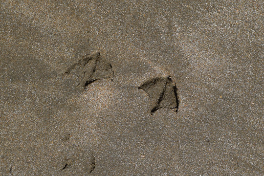 Traces of a seagull on the sand by the sea