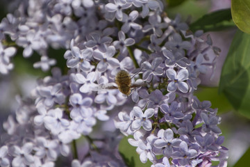 Bombyliidae on lilac. Shaggy fly on lilac colors. insect pollinator