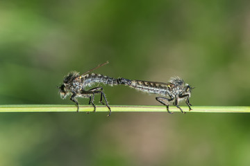 dragonfly on leaf
