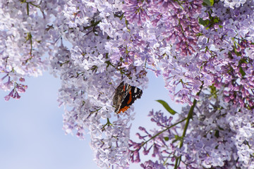 Lilac flowers on the branches of a butterfly admiral