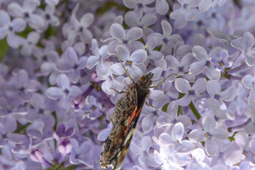 Lilac flowers on the branches of a butterfly admiral