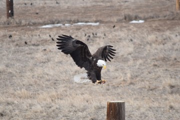 A bald eagle comes in for landing while grasping meat in his talon