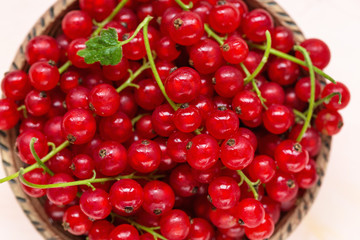 Fresh red currant berries in a bowl on a pink background