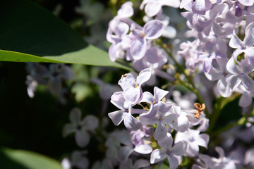 Beautiful purple lilac flowers outdoors.