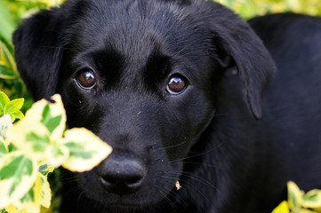 Black labrador portrait