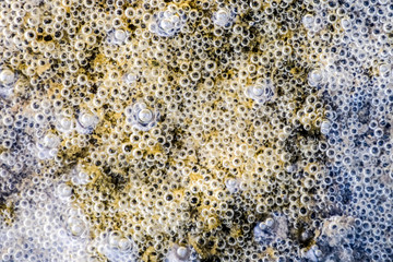 Bubbles of air in mud and silt under water. Background of bubbles, surface texture.