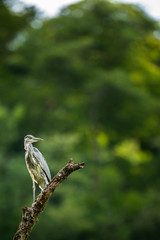 Grey Heron  (Ardea cinerea) - wildlife in its natural habitat