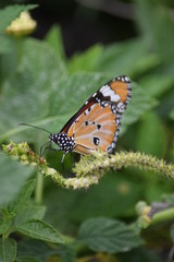 Papillon parc Chattuchack Thaîlande