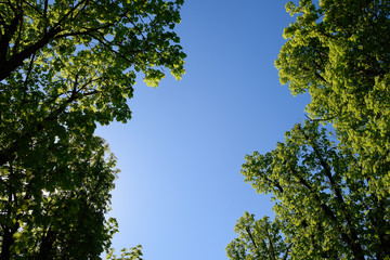 Alley of horse chestnuts against the blue sky. Green trees in th