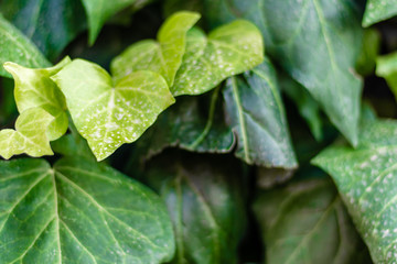 a closeup shoot to green leaves in good composition