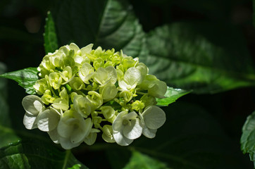 紫陽花　白