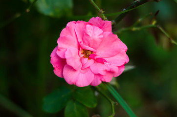 Pink fresh beautiful roses, close-up image
