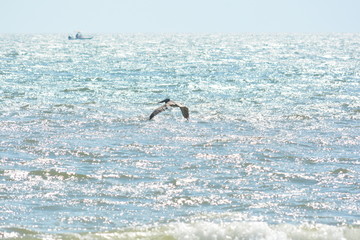 Beautiful Birds on the Beach