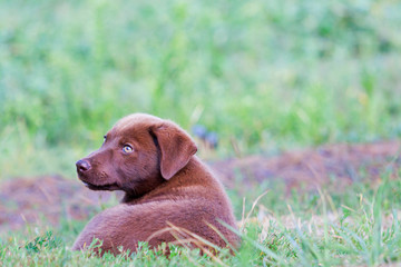beautiful brown puppy lies in green grass