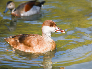 Fototapeta premium Little duck swimming in water.