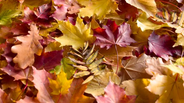 Autumn Colorful Leaves on the Ground. The fallen autumn leaves slowly turns to the camera close-up