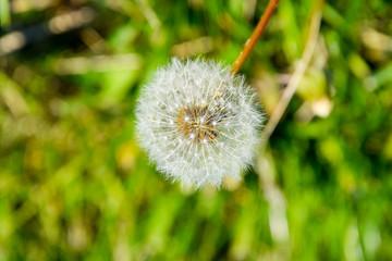 Ripened dandelion seeds. Fluffy dandelion. Dandelion in the meadow.