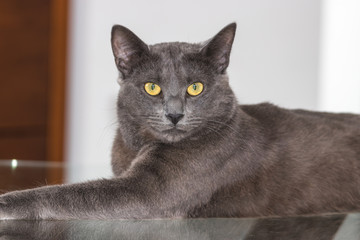 Beautiful Chartreux breed cat