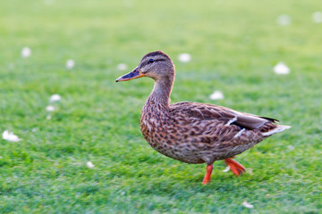 duck runs on a green lawn at sunset