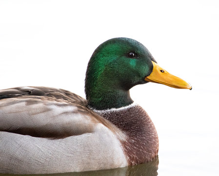 Mallard Drake Closeup