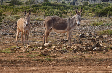  Wild Donkeys in Washington Slagbaai National Park, Bonaire