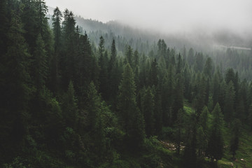 une forêt de sapin dans le brouillard matinal