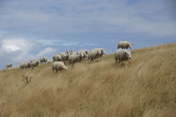 Obraz premium Texel sheep on the dikes along the coast