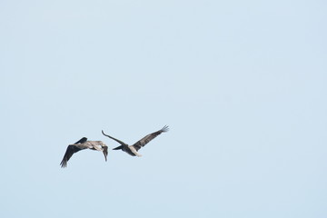 Birds of a Feather Pelicans hunting