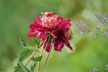red flower in the garden