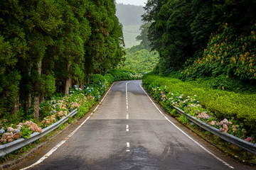 Landstraße auf Sao Miguel mit vielen blumen und Wald 